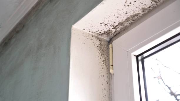 Best Certified Mold Removal  in Nashville, AR