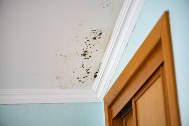 Mold Removal Process in Nashville, AR