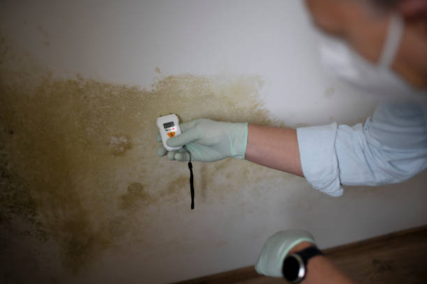 Mold Removal and Inspection in Nashville, AR