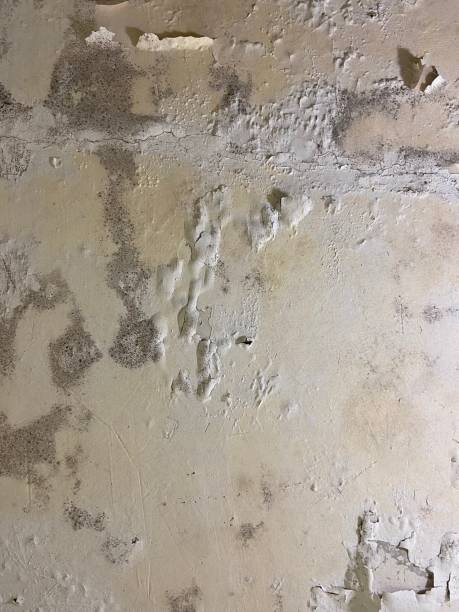Best Same-Day Mold Removal  in Nashville, AR