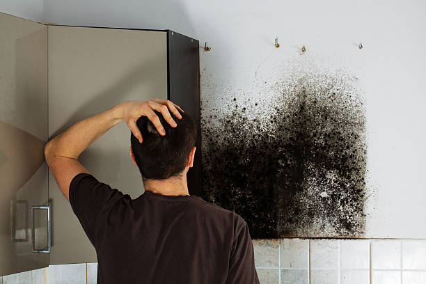 Best Fast Mold Removal  in Nashville, AR