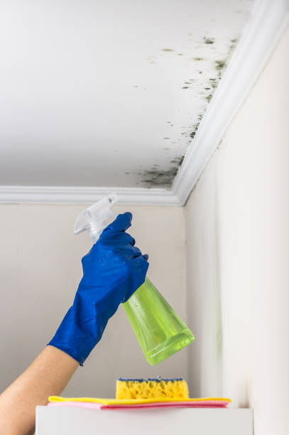 Best Fast Mold Removal  in Nashville, AR