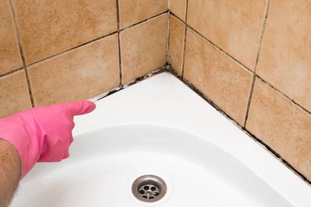 Best Mold Removal and Inspection  in Nashville, AR