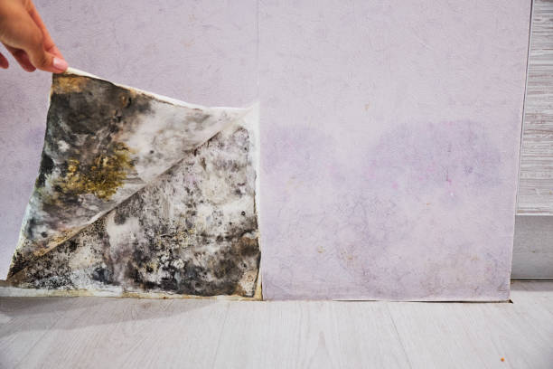 Best Water Damage Restoration  in Nashville, AR